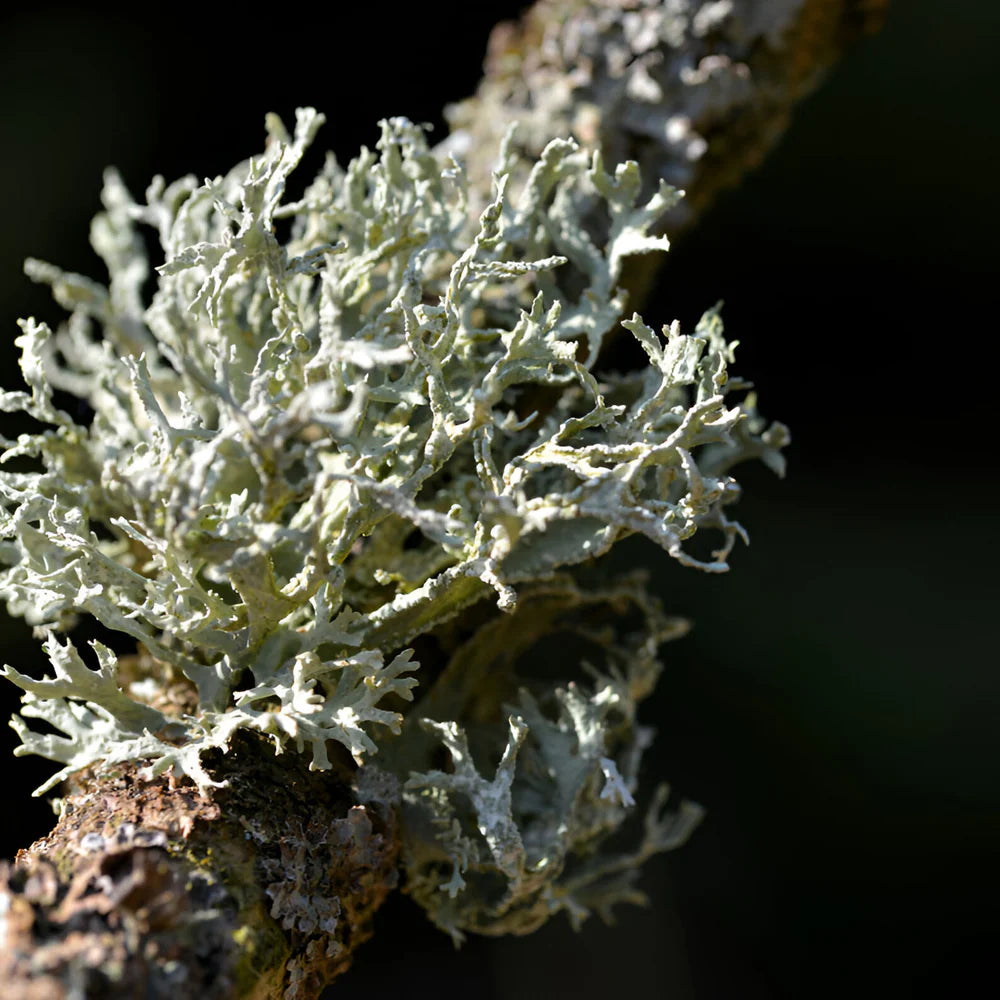 Lattafa Al Dur Al Maknoon Silver M EDP 100ml Boxed (Rare Selection)