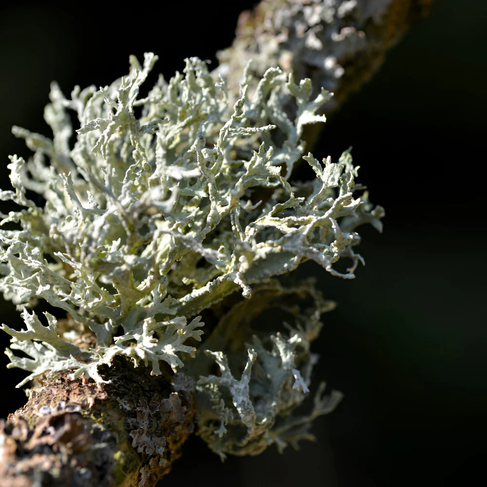 Lattafa Al Dur Al Maknoon Silver M EDP 100ml Boxed (Rare Selection)