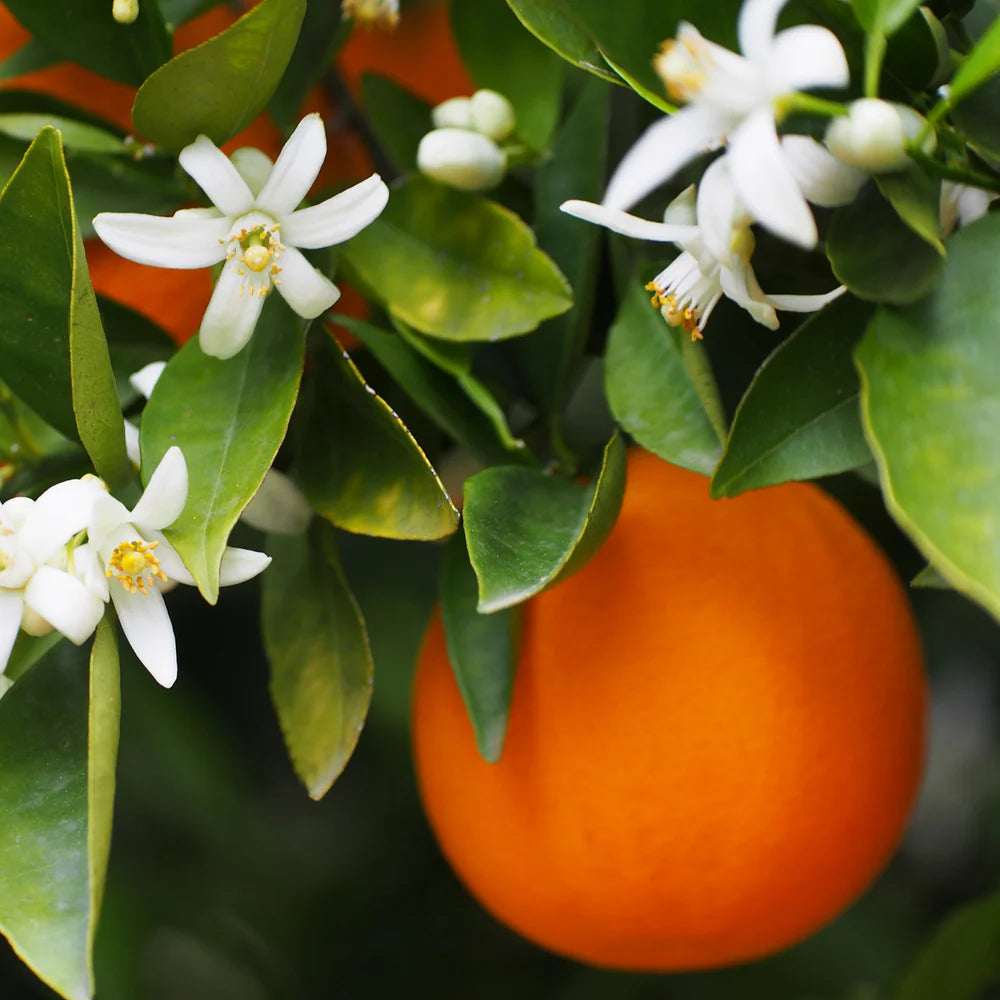 Tester - Mancera Wild Python M 60ml Unboxed (with cap)