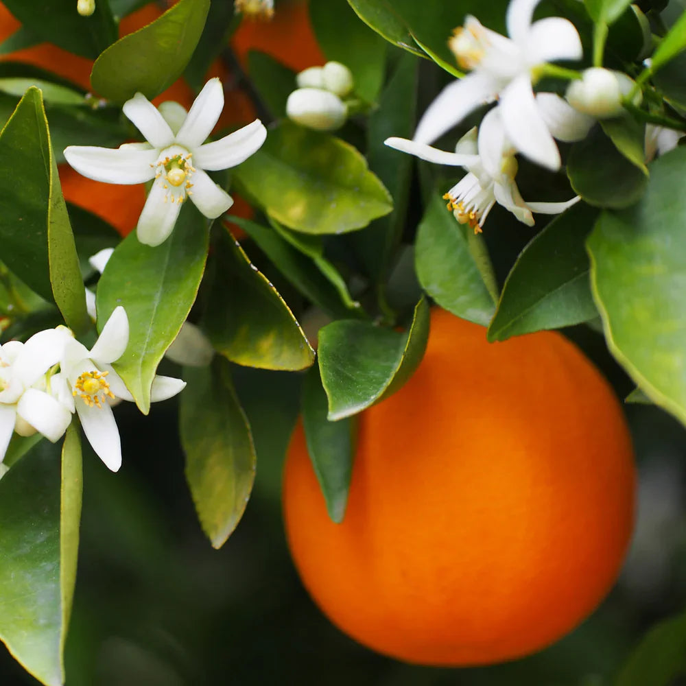 Tester - Mancera Wild Python M 60ml Unboxed (with cap)